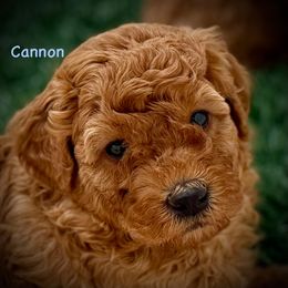 Cannon - Apricot male Aussiedoodle puppy in Chino Valley, Arizona from BlueZion Aussies