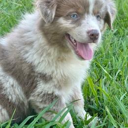 Rocker - Red merle male Miniature Australian Shepherd puppy in Smithville, Arkansas from Cooper Creek Aussies