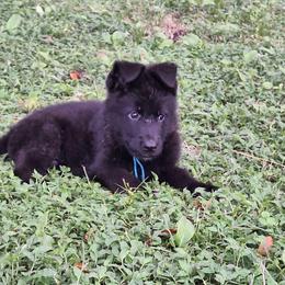 Ivory vom LegendLand - Black male German Shepherd puppy in Hillsborough County, Florida from Vom Legend Land