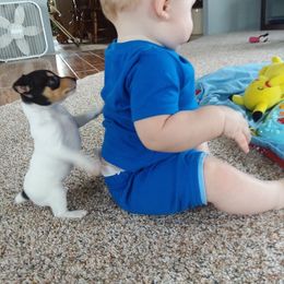 Toy Fox Terrier Puppies from Foxlace Farms Toy Fox Terriers