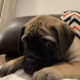 Bullmastiff Puppies from Curnwood’s Bullmastiff’s