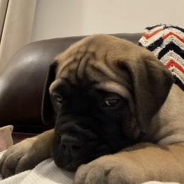 Bullmastiff Puppies from Curnwood’s Bullmastiff’s