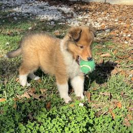 Prancer - Sable and white male Collie puppy in Carencro, Louisiana from Cajun Bayou's Collies LLC