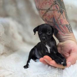 Black Duke - Black male Chihuahua puppy in East Camden, Arkansas from RoyAl
