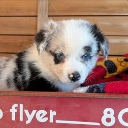 Mario - Brindle merle and white male American Corgi puppy in Shawnee, Oklahoma from Sunray Ranch