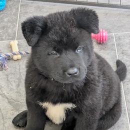 Akita Puppies from Akita Kai Magic