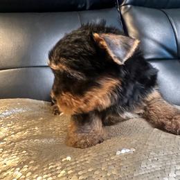 Tiny Tot - Black and tan male Yorkshire Terrier puppy in Riverside, California from Playful teacups Yorkshire