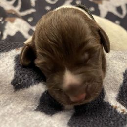 Boy 3 - Wirehaired Pointing Griffon puppy in Ohio from Feather View Farm