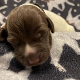 Boy 3 - Wirehaired Pointing Griffon puppy in Ohio from Feather View Farm
