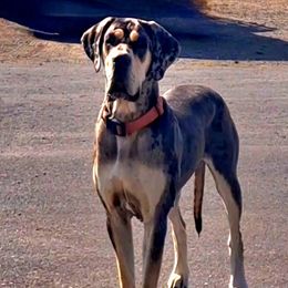Tesla - Great Dane