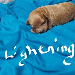 Lightning - Red  male Goldendoodle puppy in Cherry Tree, Pennsylvania from Plum Creek Acres Next Generation