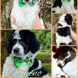 Poodle Puppies from Reeves Family Standard Poodles