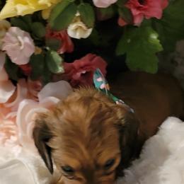 Dachshund Puppies from CLARK'S BREEDING PROGRAM