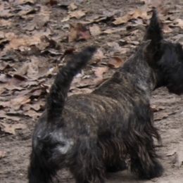 Australian Shepherds, Poodles, and Scottish Terriers from Not Of This World Aussies, Scottie’s, Poodles, & Doodles