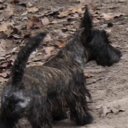 Australian Shepherds, Poodles, and Scottish Terriers from Not Of This World Aussies, Scottie’s, Poodles, & Doodles