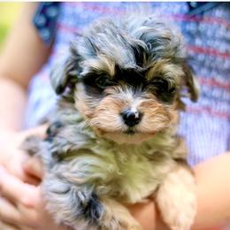 Miss Daphne - female Bernedoodle puppy in Paoli, Indiana from Brambleberry Doodles