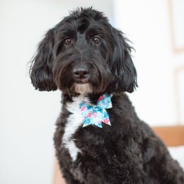 Maui - Bernedoodle