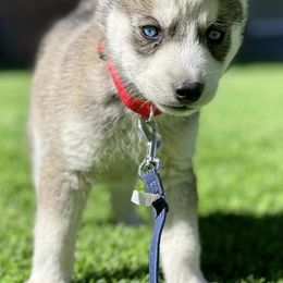 Siberian Huskies from Mg Husky Breeding co.