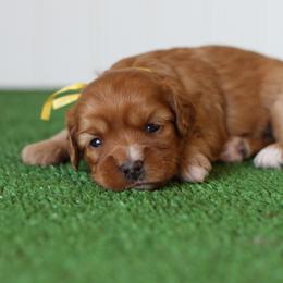 Sage - Red female Cavapoo puppy in Springtown, Texas from North Texas Puppies