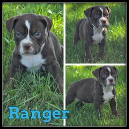 Ranger - Red and white male Olde English Bulldogge puppy in Merrill, Michigan from Haase Family Kennels