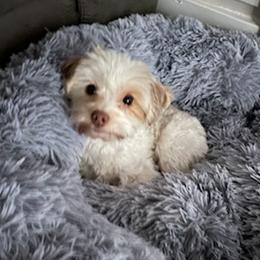 Yorkshire Terriers from Charlie's Angels Yorkies