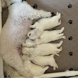 Bichon Frise Puppies from Christen’s Puppy Land