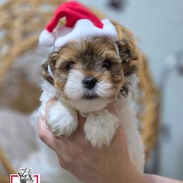 Merlina - Tan and white female Yorkshire Terrier puppy in California from Corazon de gigante