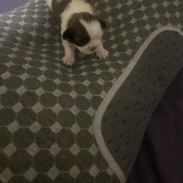 Shih Tzu Puppies from Added family