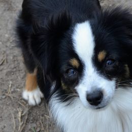 Miniature American Shepherds, Miniature Australian Shepherds, and Toy Australian Shepherds from Southern Promise Aussie’s