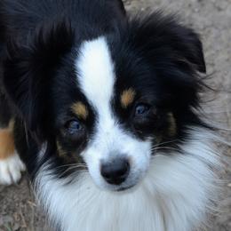 Miniature American Shepherds, Miniature Australian Shepherds, and Toy Australian Shepherds from Southern Promise Aussie’s