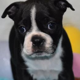 Boston Terriers, French Bulldogs, Golden Retrievers, Labrador Retrievers, and Pembroke Welsh Corgis from Trigger Time Kennels