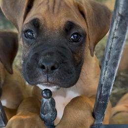 Dusty (AKC) - Fawn male Boxer puppy in Galt, California from Black Dymond Boxers