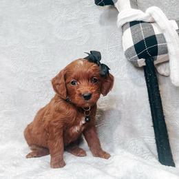 F1B Small Goldendoodle Coco - Red  female Goldendoodle puppy in Redding, California from Casa Delarosa Poodles & Doodles Collective