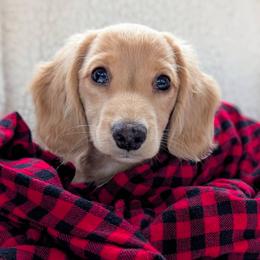 Dachshund Puppies from English Cream Dream Dachshunds