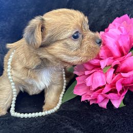 Yorkshire Terrier Puppies from Sugar & Spice Yorkies