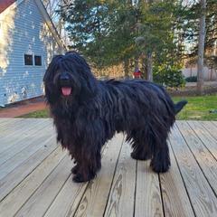 Ussaro - Bergamasco Sheepdog