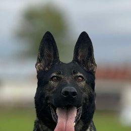 Stela - German Shepherd