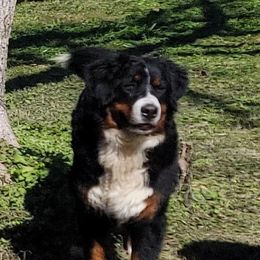 Fabi - Bernese Mountain Dog
