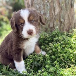 Cooper (ASDR and AKC) - Red tri-color male Miniature American Shepherd puppy in Stockton, Missouri from Kizmit Farmz