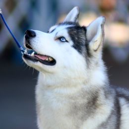 Draco - Siberian Husky