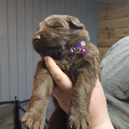 Tortellini (Purple) - Liver female German Shepherd puppy in Garrett, Indiana from Devil-Dog Shepherds