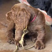 Labrador Retrievers and Sussex Spaniels from ASK Dogs