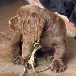 Labrador Retrievers and Sussex Spaniels from ASK Dogs