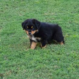 McIntosh - Black tri-color male Australian Shepherd puppy in Owensboro, Kentucky from JnT's Bluegrass Mini Aussies