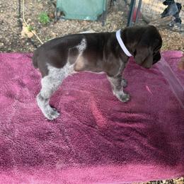 German Shorthaired Pointer Puppies from Black vermillion pointers