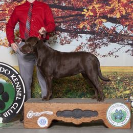 Knyazhna (Nasha) - Labrador Retriever