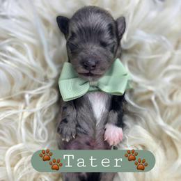Tater - male Cavapoochon puppy in Bullard, Texas from Cavapoochon Central LLC