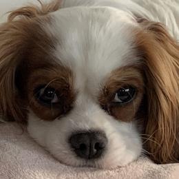 Karma - Cavalier King Charles Spaniel