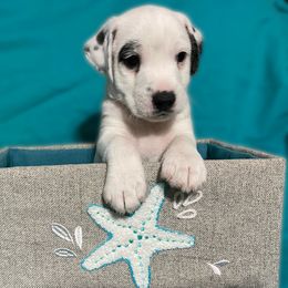 Boy - Jimmy Buffett - White and black Russell Terrier puppy in Englewood, Florida from Manasota Key Jack Russells