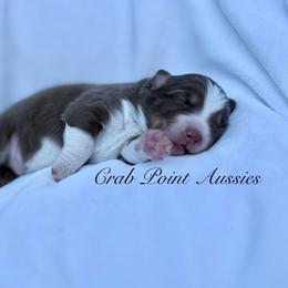 Hatteras - Red tri-color male Australian Shepherd puppy in Morehead City, North Carolina from Crab Point Australian Shepherds